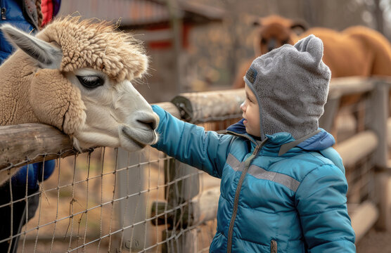 Photo of a child in a blue jacket feeding an alpaca behind a fence at a farm