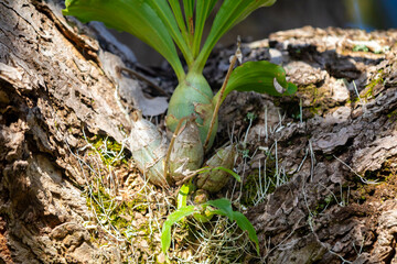 Wild orchid, epiphytic plant, on the tree trunk of the cerrado biome © Adilson