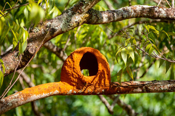 Clay nest of the João de Barro bird on the branch of the tree. Cerrado biome