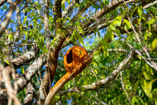 Clay nest of the João de Barro bird on the branch of the tree. Cerrado biome