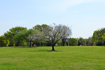 横浜, 長坂谷公園の桜
