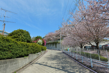 Fototapeta na wymiar 横浜市旭区の桜が見れるいい感じの道路 