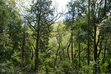 里山ガーデンの森林
