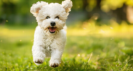 Happy dog runs on green grass