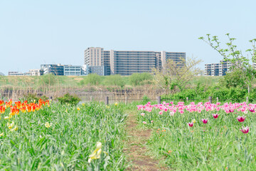 農業公園に咲く美しいチューリップ