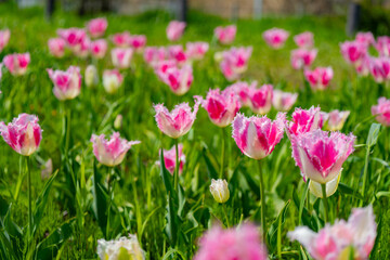 農業公園に咲く美しいチューリップ