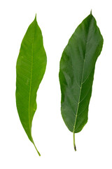 Obraz premium Leaves are placed on a white background.