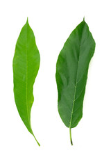 Obraz premium Leaves are placed on a white background.
