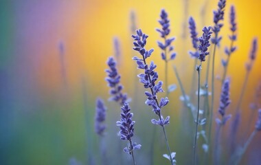 Serene Lavender Field at Sunset