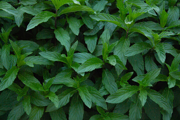 Mint grows in the garden in spring in April