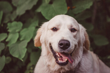close-up portrait of a cute golden retriever against a background of dark greenery. dog looks at the camera with its tongue hanging to the side