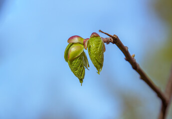 New spring buds and leafs on a branch of tree, growing in the garden
