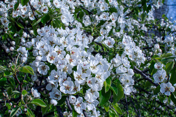 Beautiful blooming pear tree branches with white flowers and buds growing in a garden with blue sky on background. Spring nature background.
