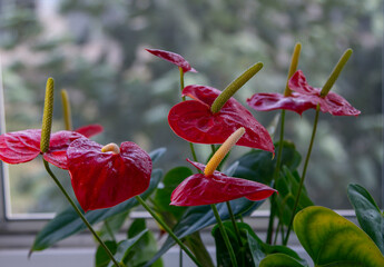 Beautiful bright red blossoms of the Anthurium – Flamingo Flower- home plant