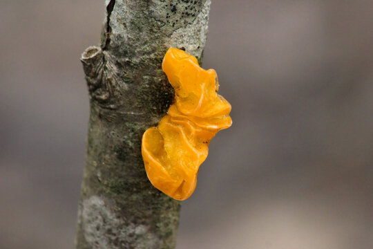 Yellow Brain or golden jelly fungus also known as yellow trembler and witches' butter (Tremella mesenterica) mushroom in deciduous forest on dead wood branch close up, blur background.