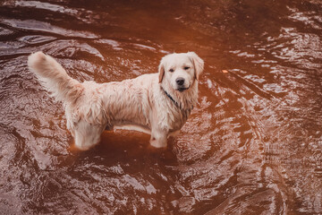 golden retriever stands in the brown water of a pond looking up