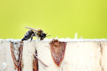 Honeybee resting on piece of wood in early morning of a spring close up, blurred background, macro,...