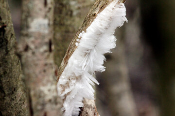 Hair Ice (Exidiopsis effusa) on dead tree branch, the fungus that makes this unusual natural...