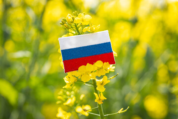 Russian rapeseed, Blooming rapeseed field and Russian flag, Concept, agriculture, food and biofuel crops