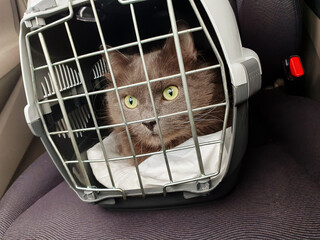 gray cat sits in a pet carrier for transportation in a car to a veterinarian for examination and...
