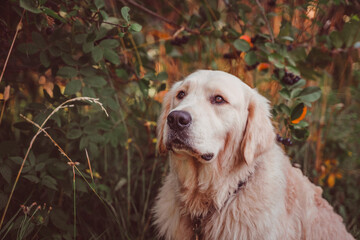 golden retriever sits under a chokeberry bush and looks seriously ahead