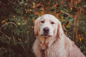 golden retriever sits under a chokeberry bush with a serious face