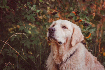 golden retriever sits under a chokeberry bush looking up with concentration