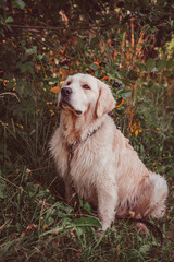 a serious golden retriever sits in the autumn forest against the backdrop of a chokeberry bush