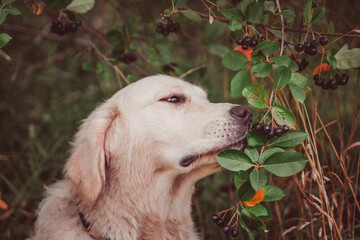 golden retriever sniffs chokeberry berries