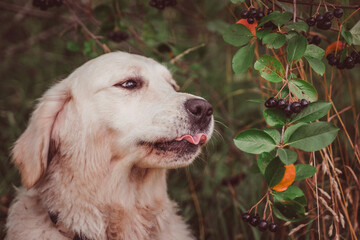 Golden Retriever tastes chokeberry berries, his tongue curls up