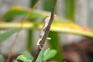 Diploderma swinhonis climbing on plant branches