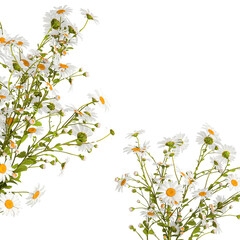  Small bouquet of wildflowers daisies chamomile isolated on white background - obrazy, fototapety, plakaty