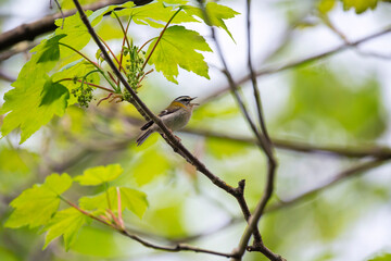 Common firecrest singing on a branch.