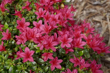 PInk rhodendron flowers