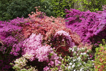 Obraz premium PInk rhodendron flowers