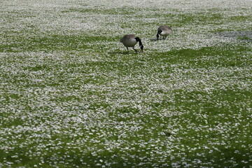 Fototapeta na wymiar Canadian geese foraging in chamomile meadow