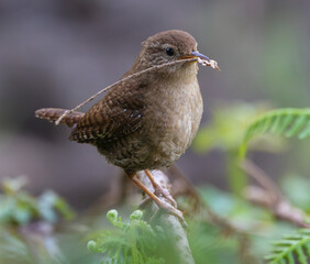Eurasian Wren, very small and spectacular bird making its nest in the spring!