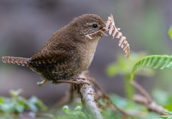 Eurasian Wren, very small and spectacular bird making its nest in the spring!