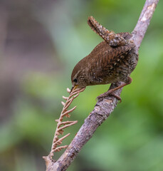 Eurasian Wren, very small and spectacular bird making its nest in the spring!