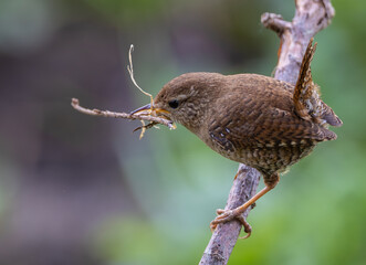 Eurasian Wren, very small and spectacular bird making its nest in the spring!