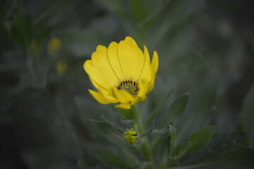 Goldener Lichtblick: Strahlende gelbe Blume im Fokus
