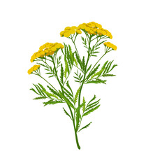 Tansy. Blooming tansy branch with yellow flowers and green leaves, isolated on a white background. Vector illustration for book, booklet, packaging.