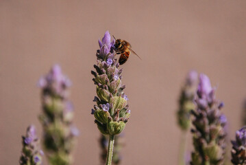 Abeja polinizando
