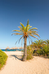 A palm on the beach at Vai, on Eastern Crete, Greece - obrazy, fototapety, plakaty