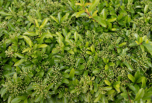 Green background from green small buds. Pyracantha