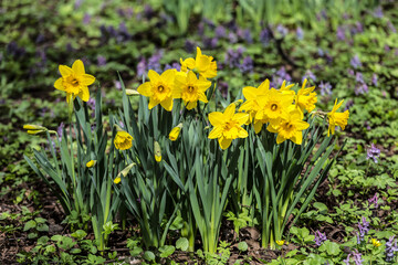 Yellow tubular daffodils in the park in early spring