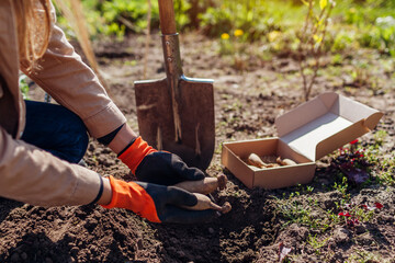Gardener planting dahlia tubers in spring garden using shovel and gardening gloves. Putting roots...