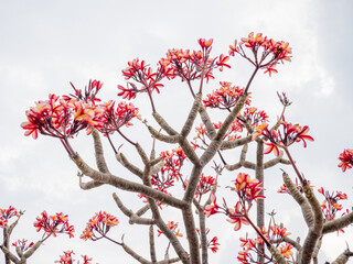 Plumeria flowers beautiful flowers in the garden ,white flower asian,  frangipani flower, leelawadee