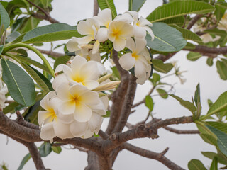 Plumeria flowers beautiful flowers in the garden ,white flower asian,  frangipani flower, leelawadee