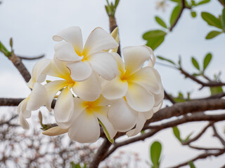 Plumeria flowers beautiful flowers in the garden ,white flower asian,  frangipani flower, leelawadee
